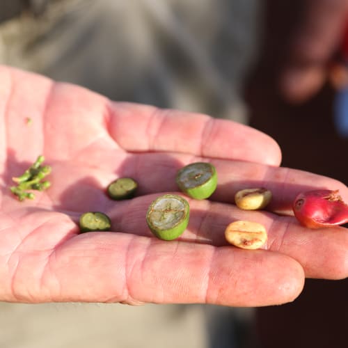 Understanding green coffee: from seed to bean (part 1)