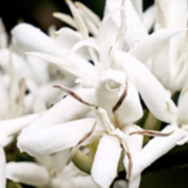 Photo for Las Orquideas